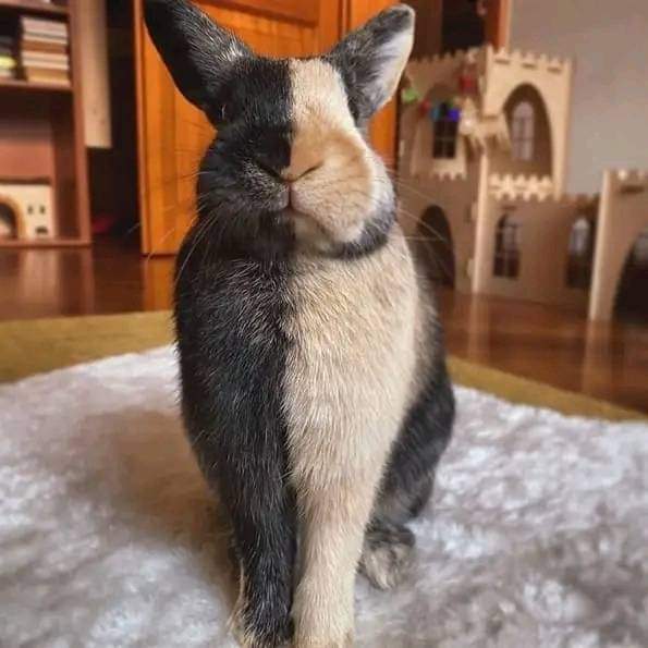 Happy Hops-Rabbitry Atbp.,. | La Paz