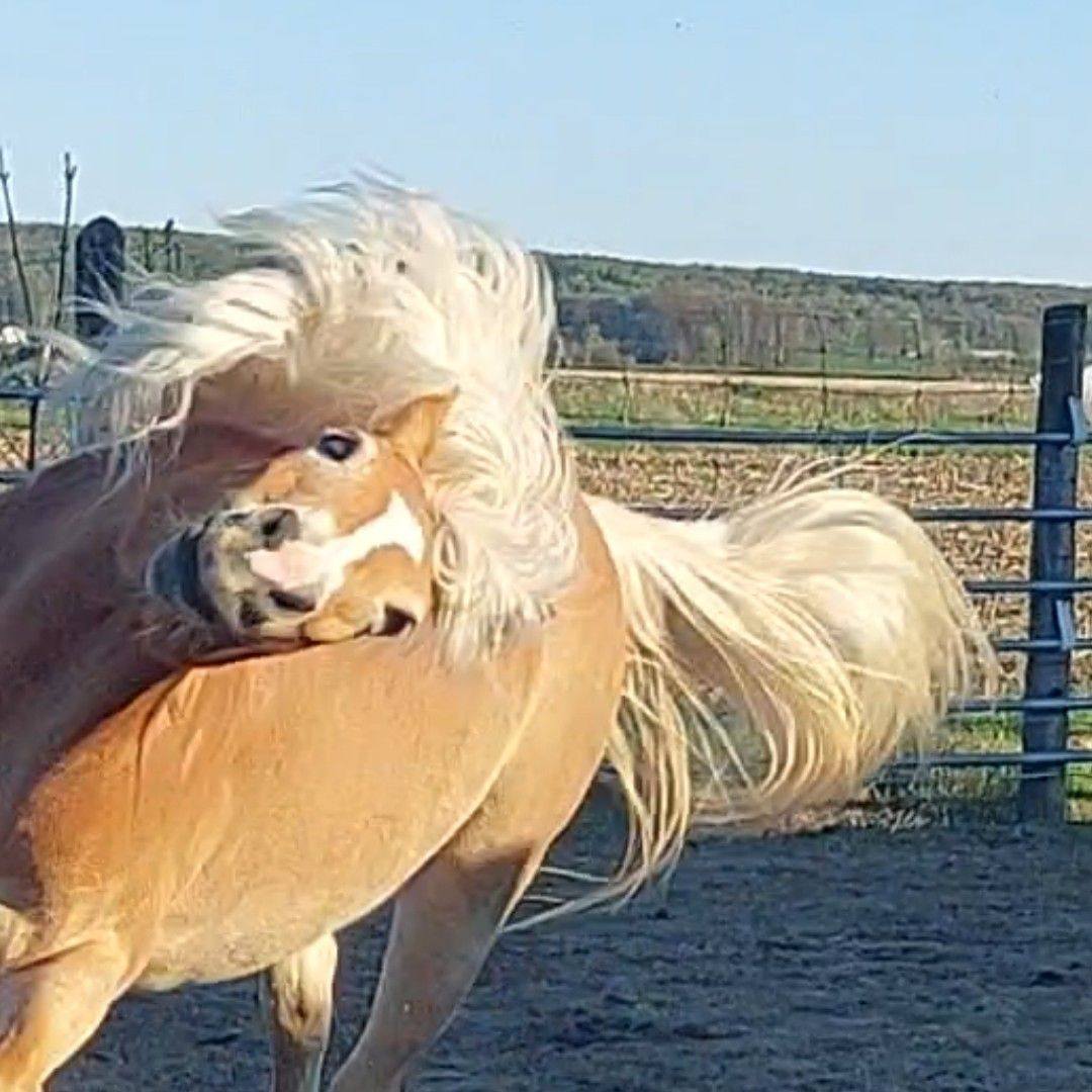 Co-Cheval