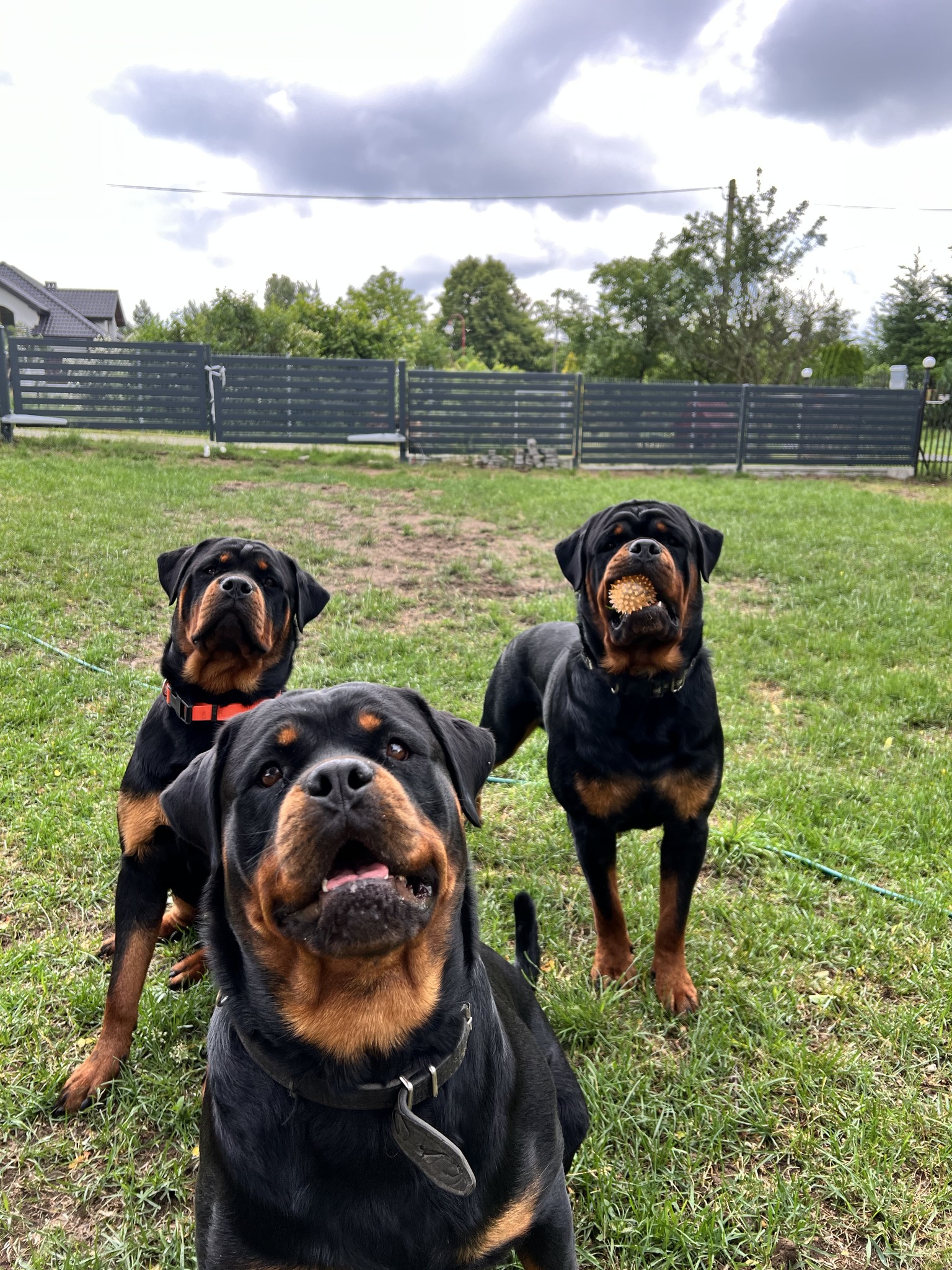 Happiness Rott Star - FCI Hodowla Rottweiler