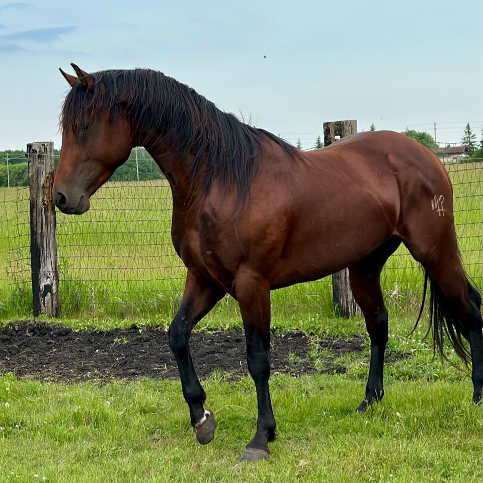 Triple Star Ranch