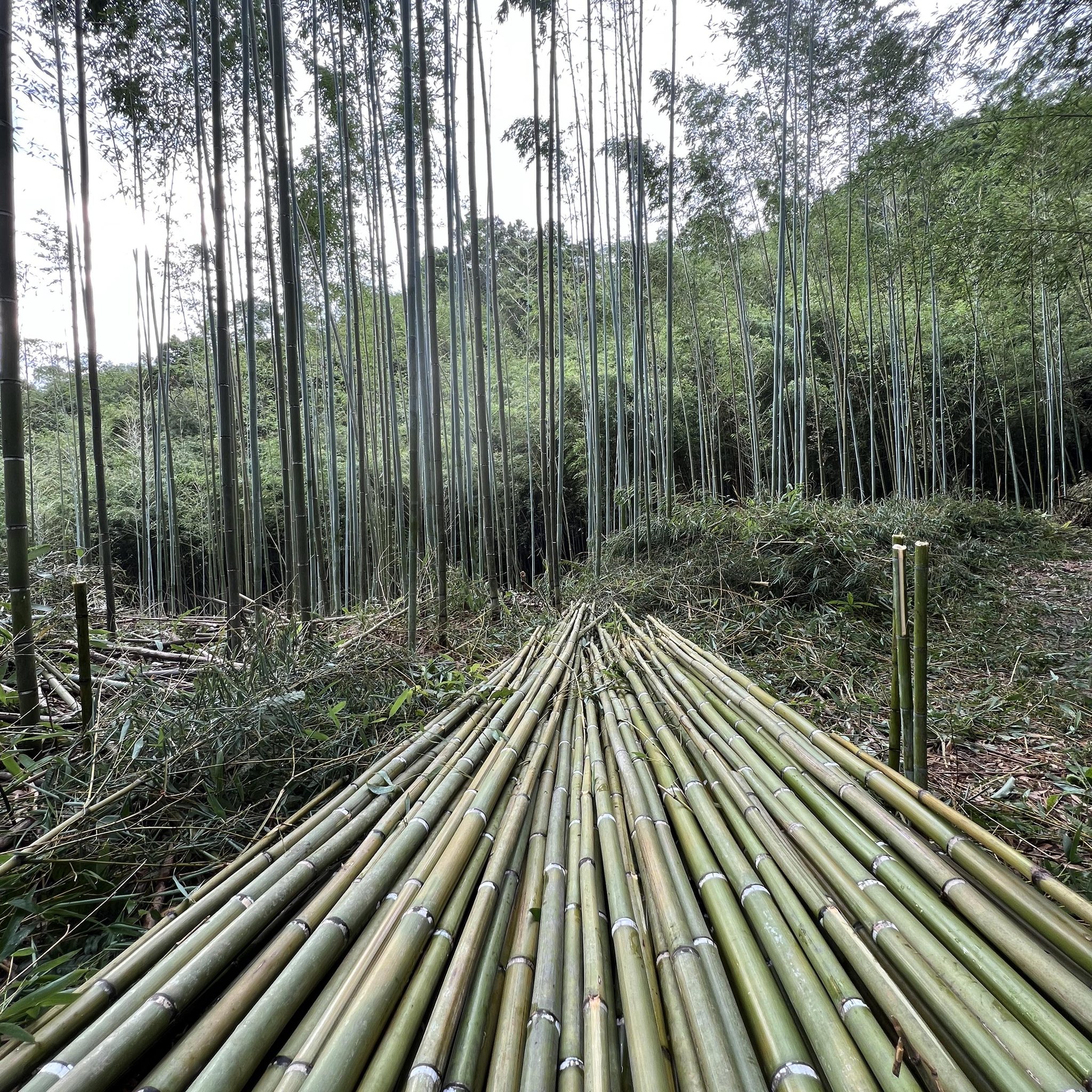 桂竹協會 Taiwan Makino Bamboo