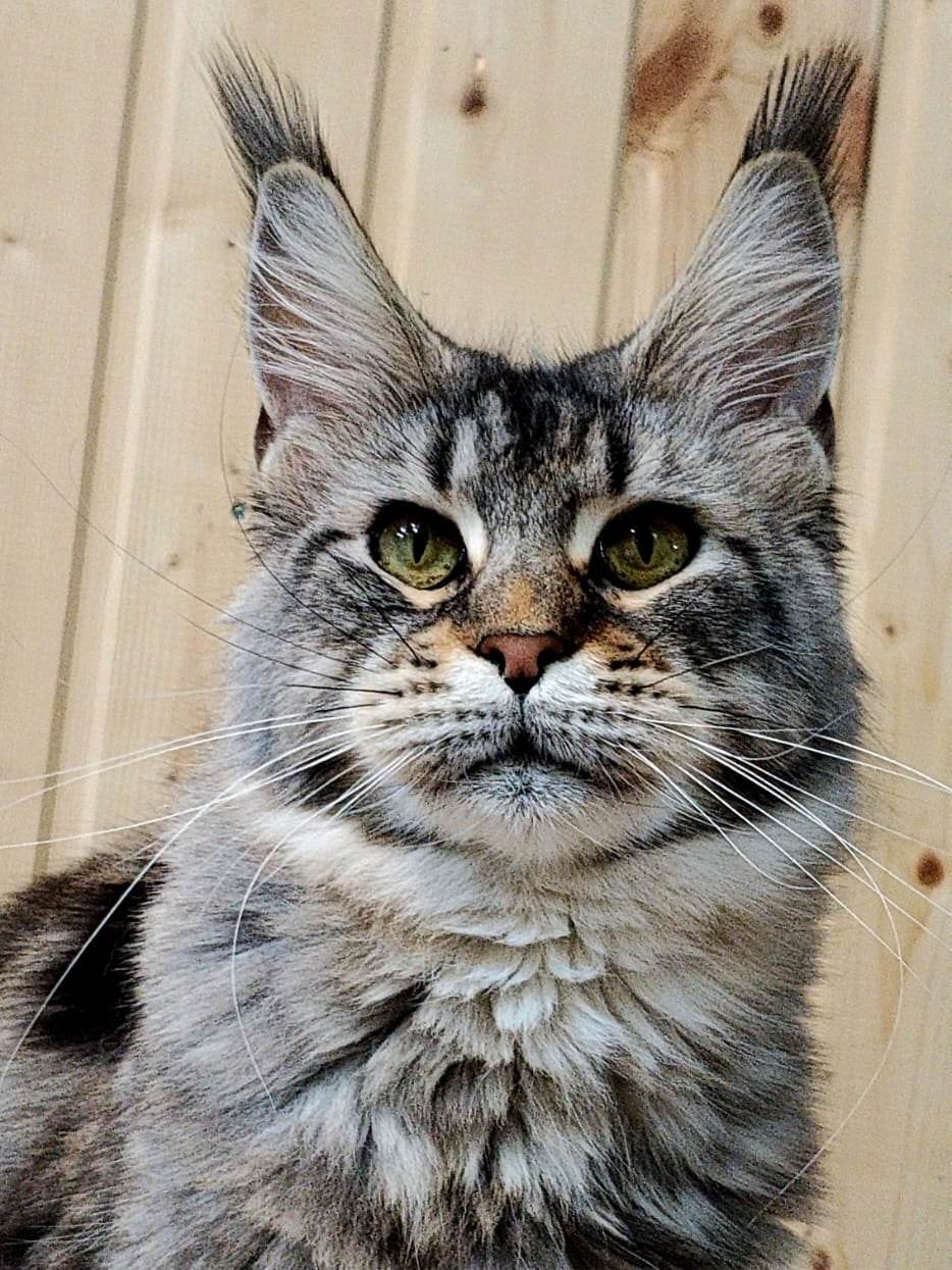 Maine Coon Georgia | Tbilisi