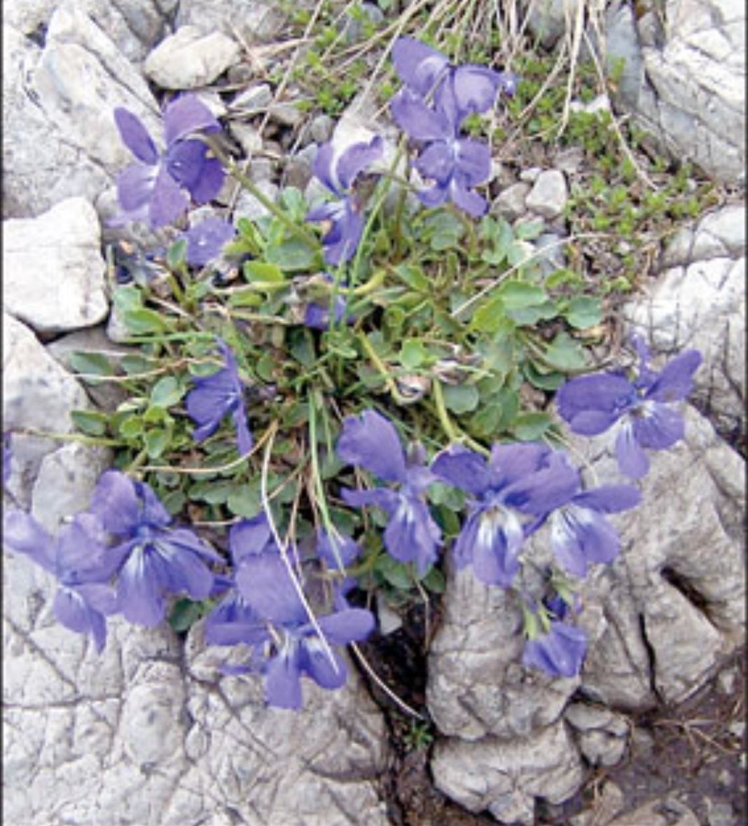 Flora of Makran