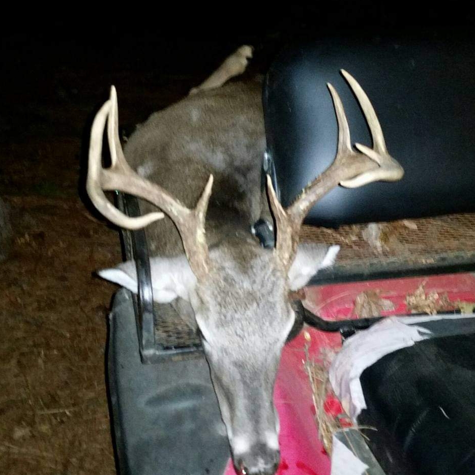 Mississippi Meat Rabbits | Looking for some meat rabbits for sale near ...