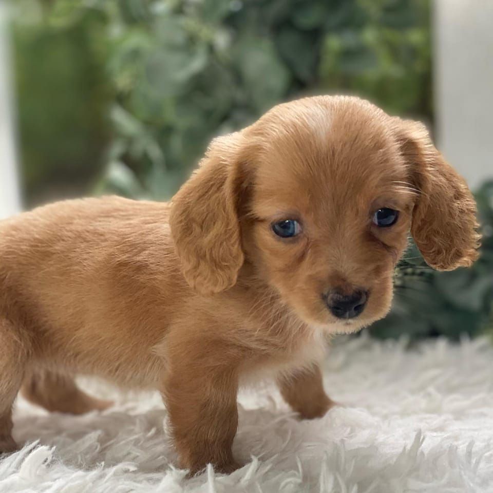 small size breed puppies for adoption