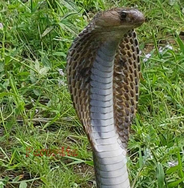 Save Snakes Save Nature- Snakes Bachao