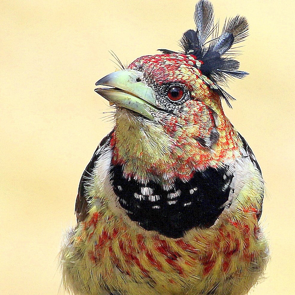 Rare Bird | Diamond Bar CA