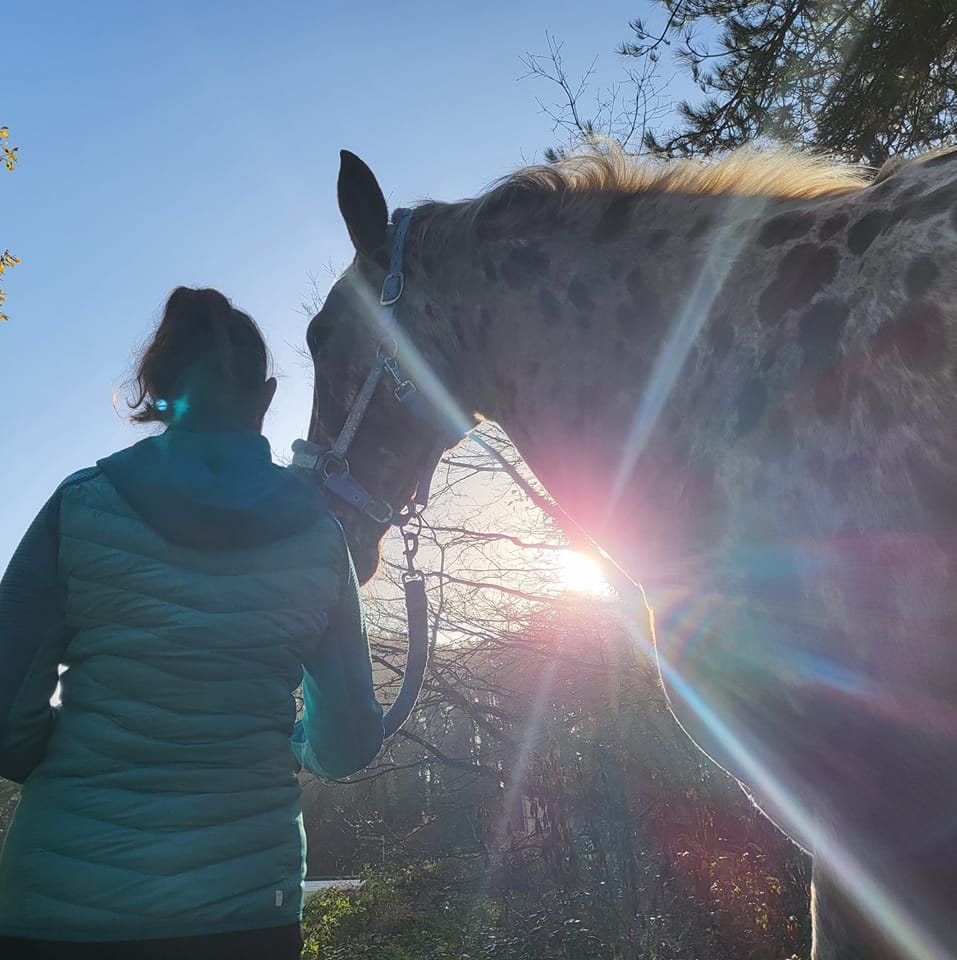 Pembrey Park Riding Centre | Pembrey
