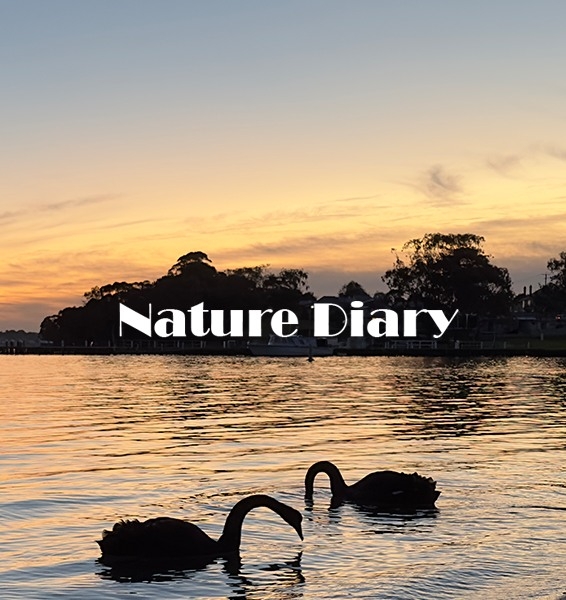 Nature Diary