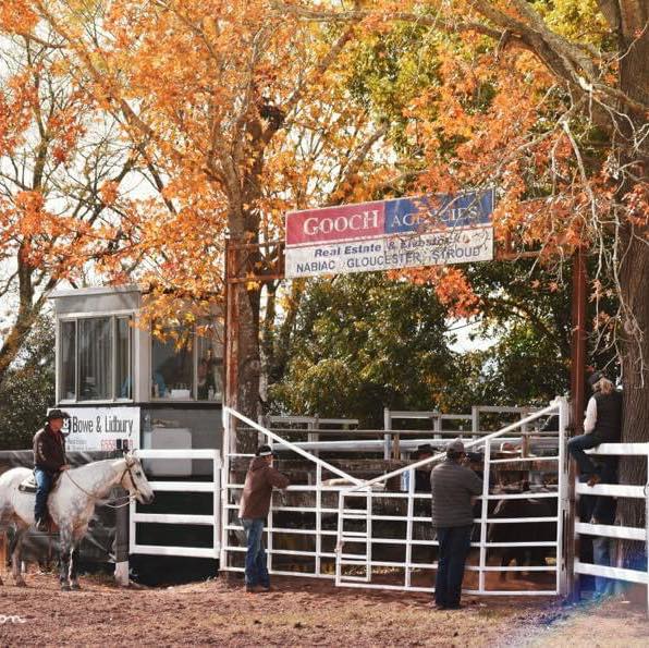 Gloucester Campdraft & Junior Rodeo
