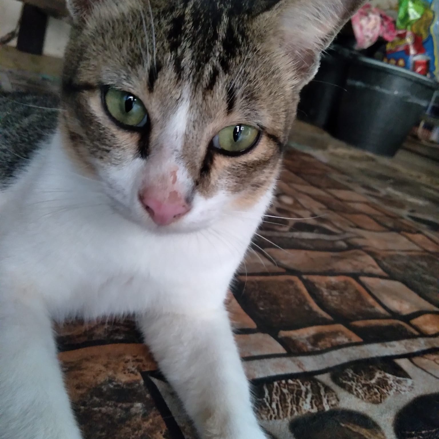 Forum Konsultasi Masalah Kesehatan Kucing IDN (Grup Kesehatan kucing ...