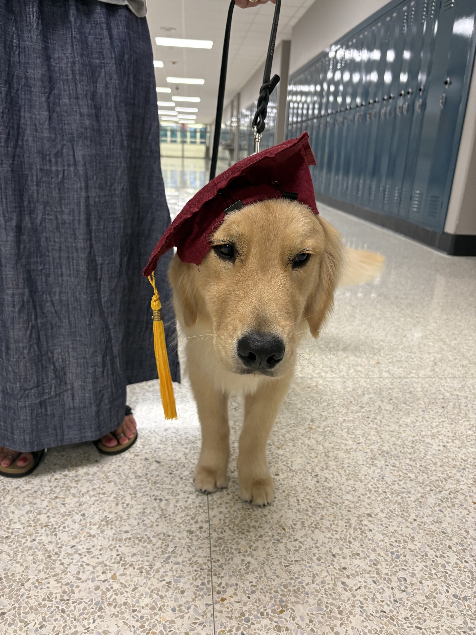 Leo Chevy, Alexandria School Dog