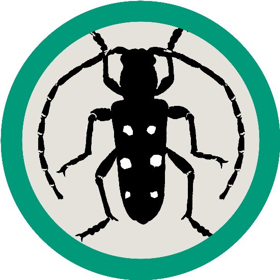 Insects In Resin | Grants Pass OR