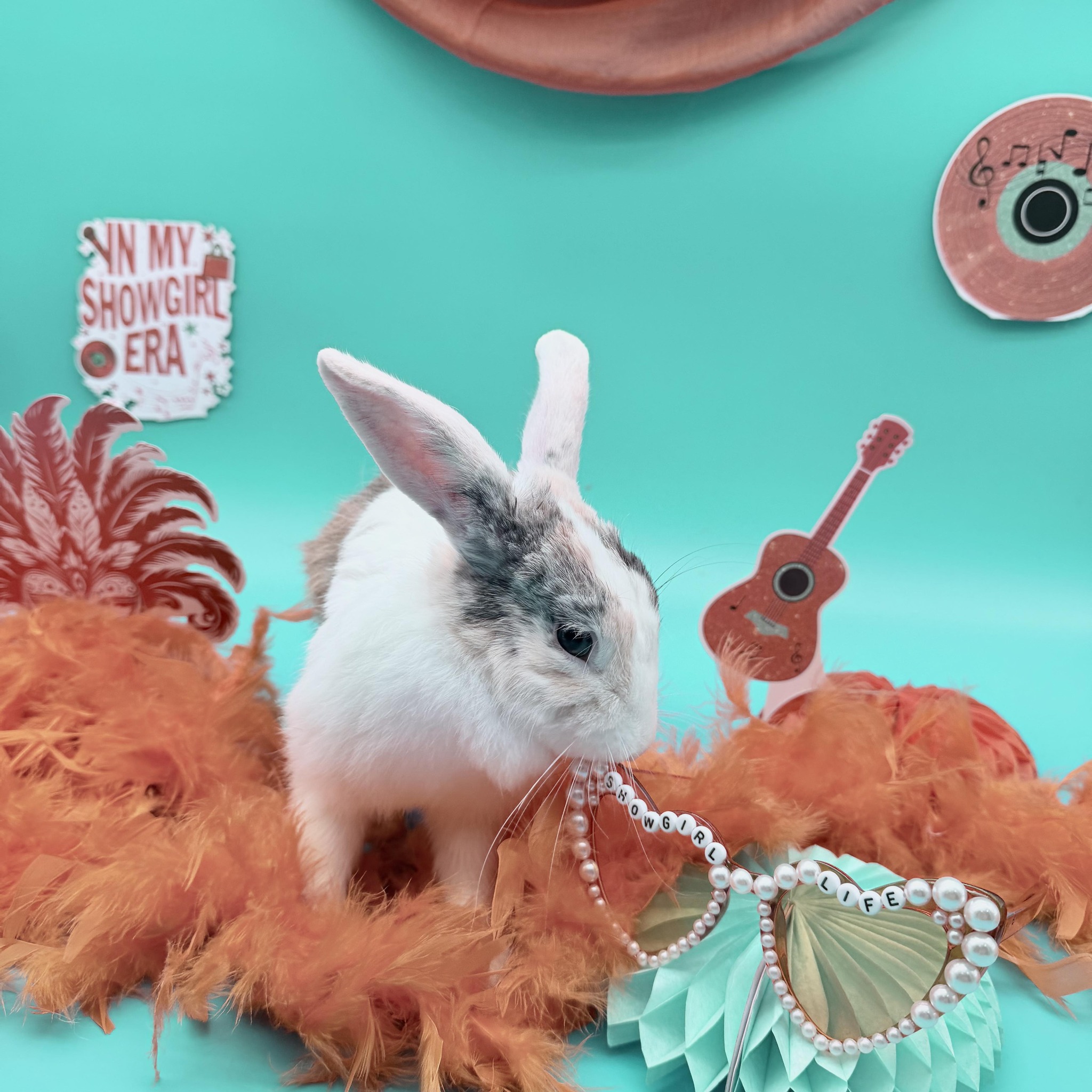 Southwest Florida House Rabbit Rescue | Estero FL