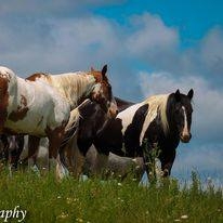 Timberline Ranch Trail rides and horse rescue | Detroit Lakes MN