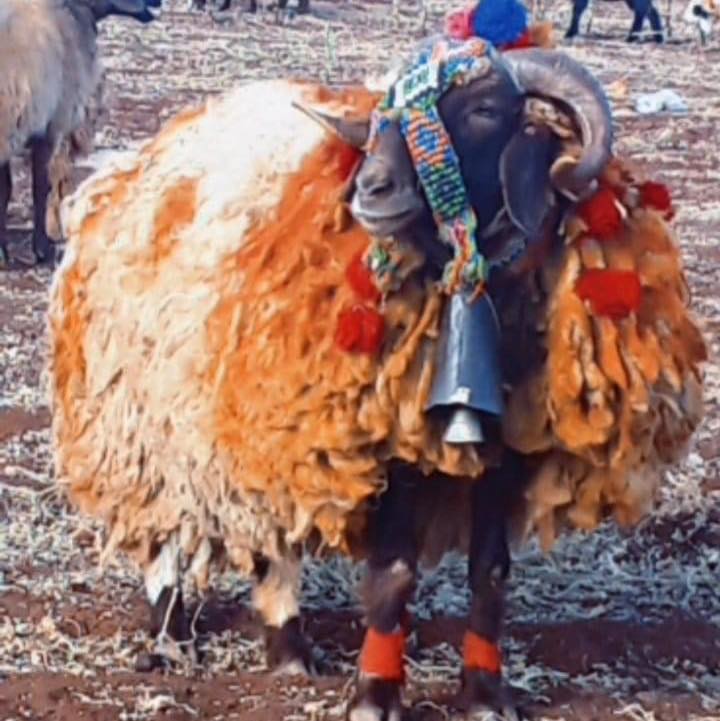 خيرو الزعبي الزعبي