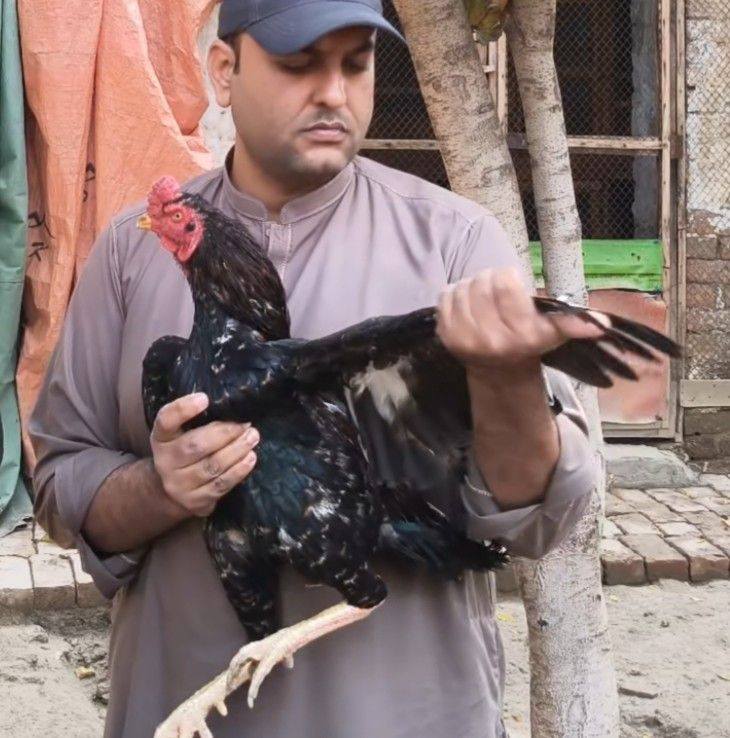 Ustad Rasheed from kamailia Homebreed 💚💯 #chiksteeatment # ...