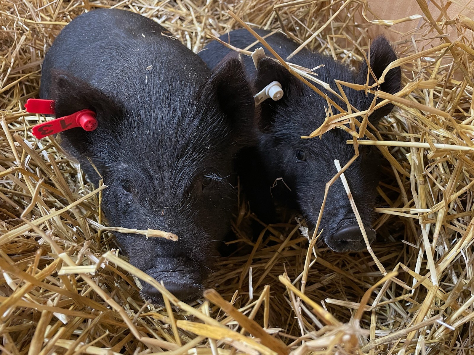 Gentle Creek Farm | Wooster OH