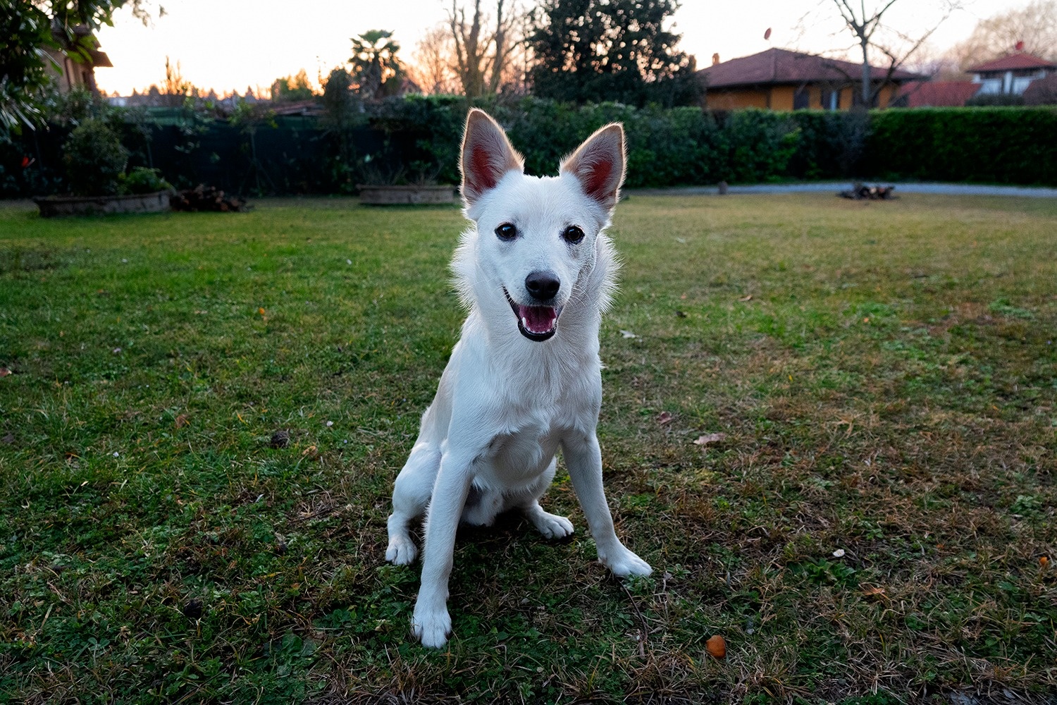 #RickyRickotto ha una reazione ai #grattini molto ridicola #cane #dog # ...