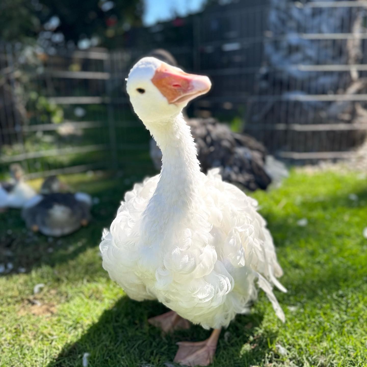 The Flockin Funny Farm Poway