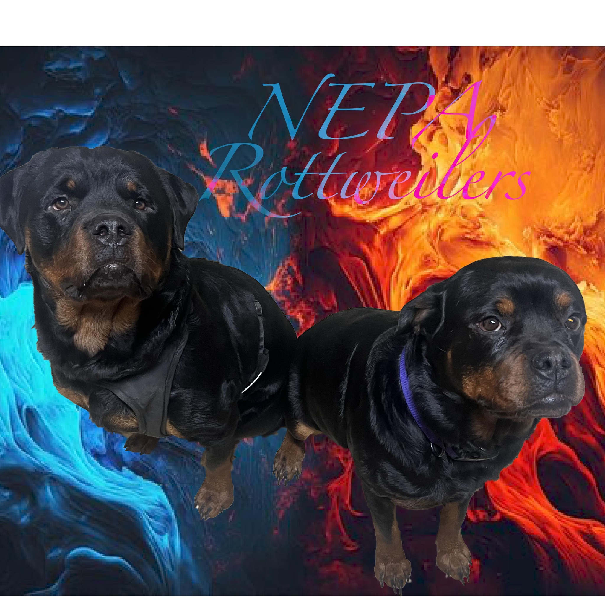 NEPA Rottweilers