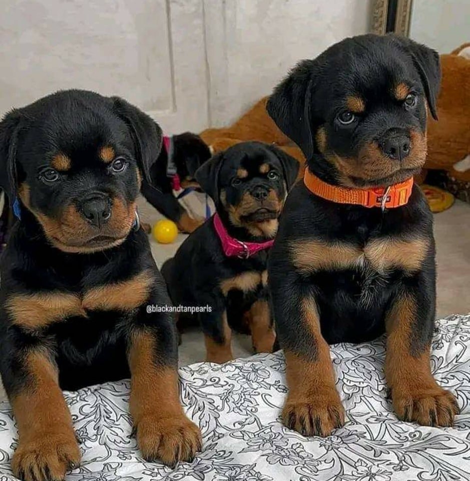 Rottweiler puppies for adoption and ready for Rehoming