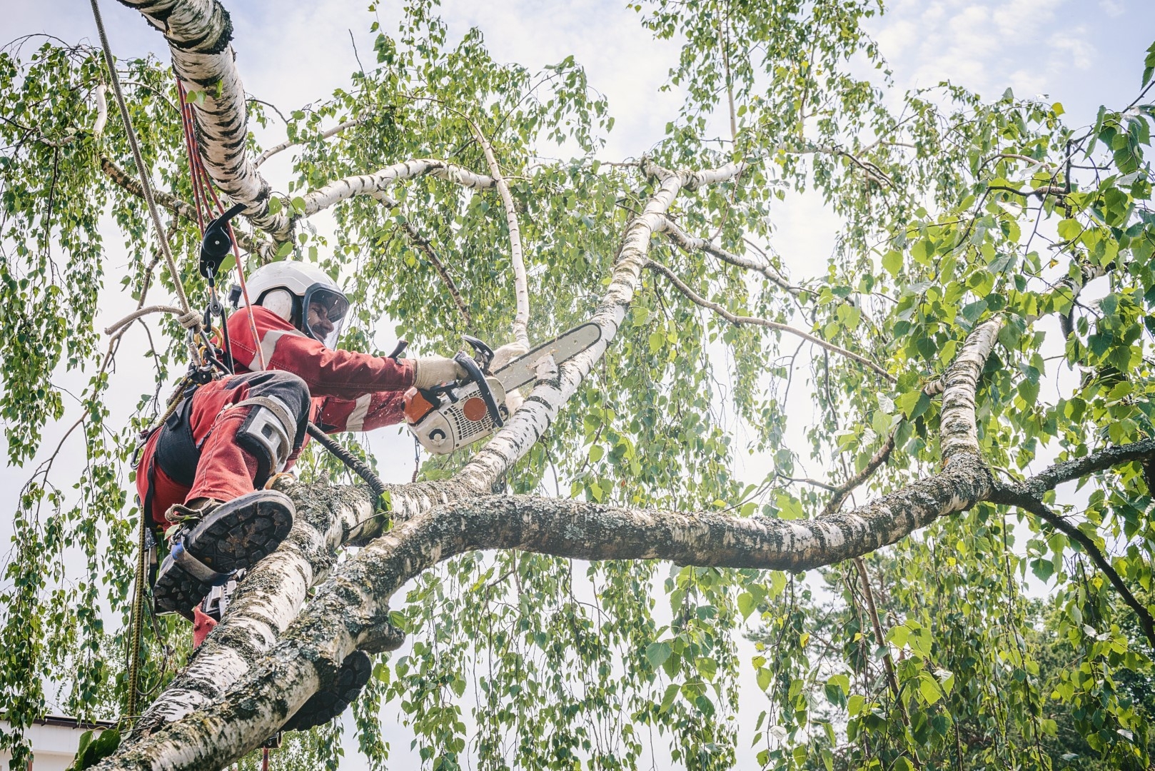 Earl's Oak Ridge Tree Service | Oak Ridge TN