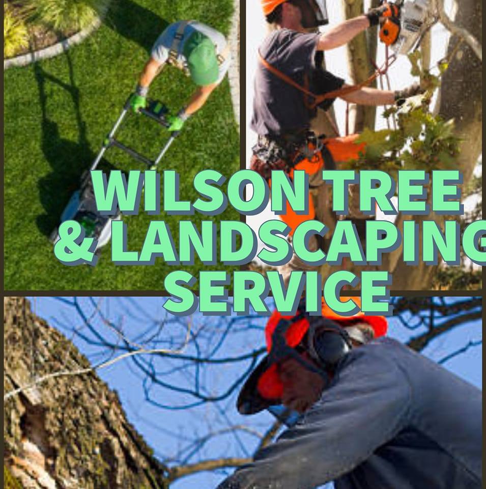 Wilson Tree and Landscaping Services | Rockford IL