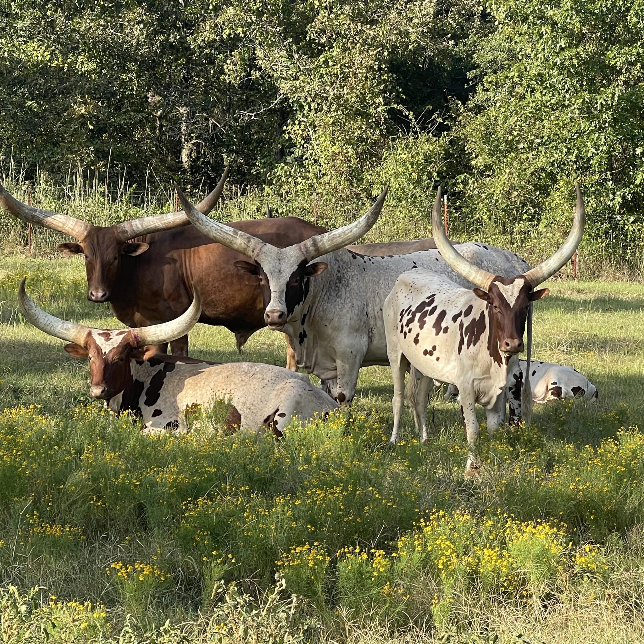 2 Year old Native Pure... - Terry Farms Watusi Cattle | Facebook