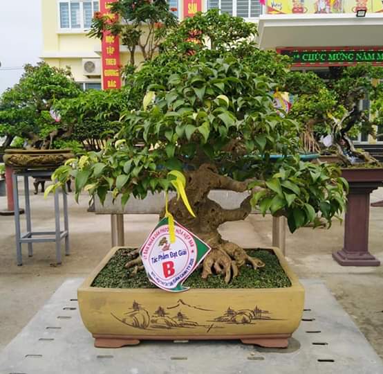 Mời ACE ăn trấy cây | Nhuận Lưu Bùi