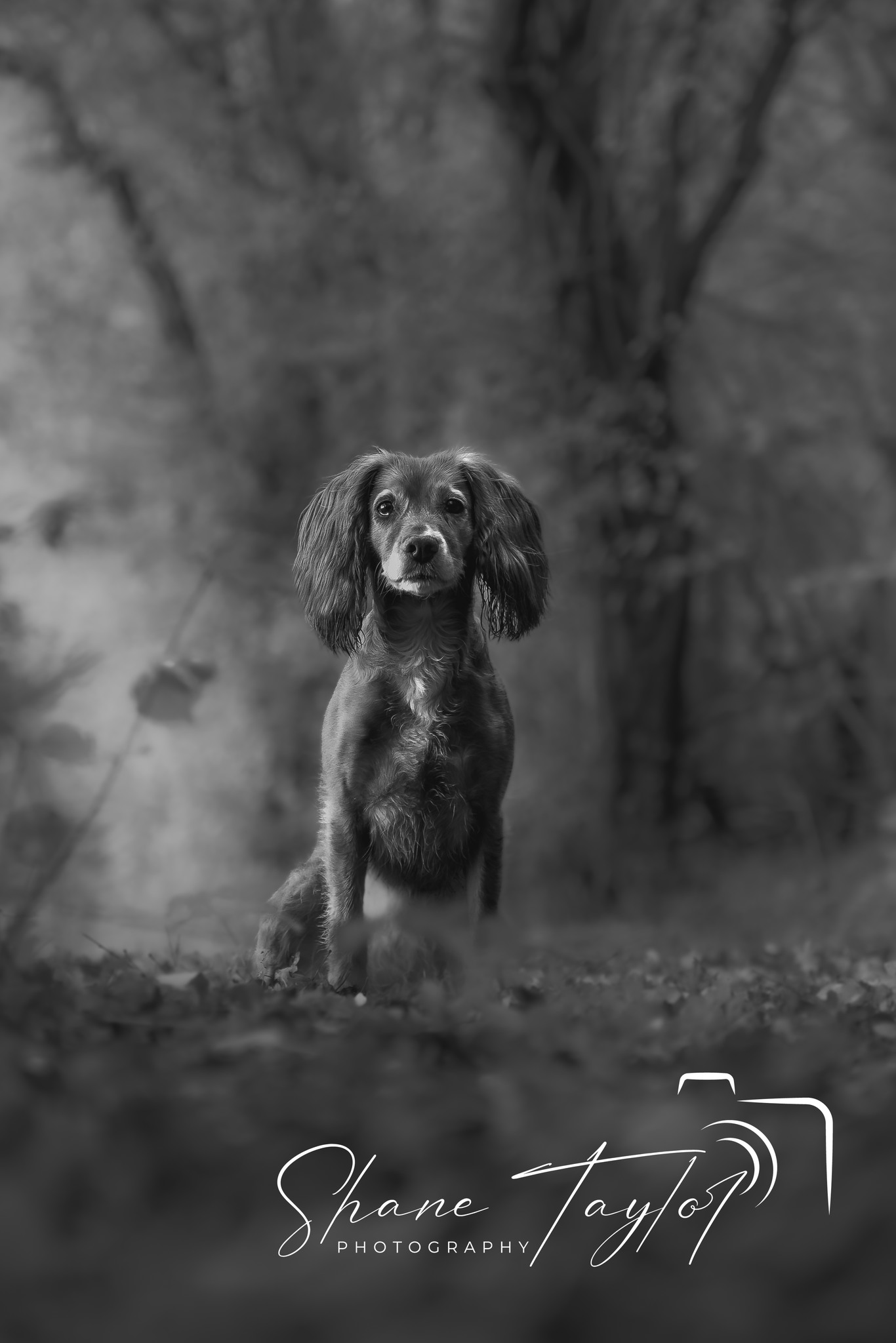 Shane Taylor Photography