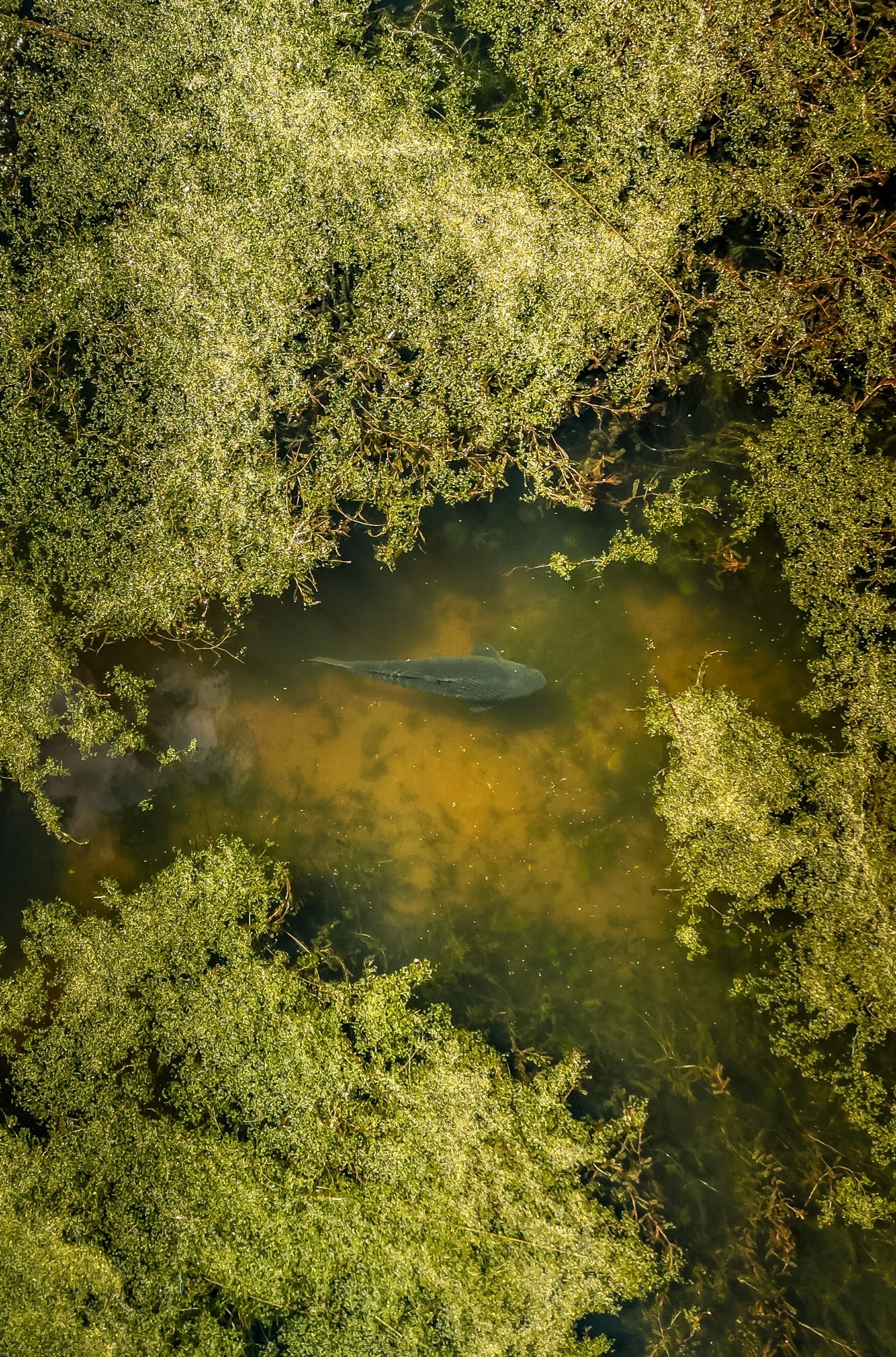 Sandbeds Carp Syndicate