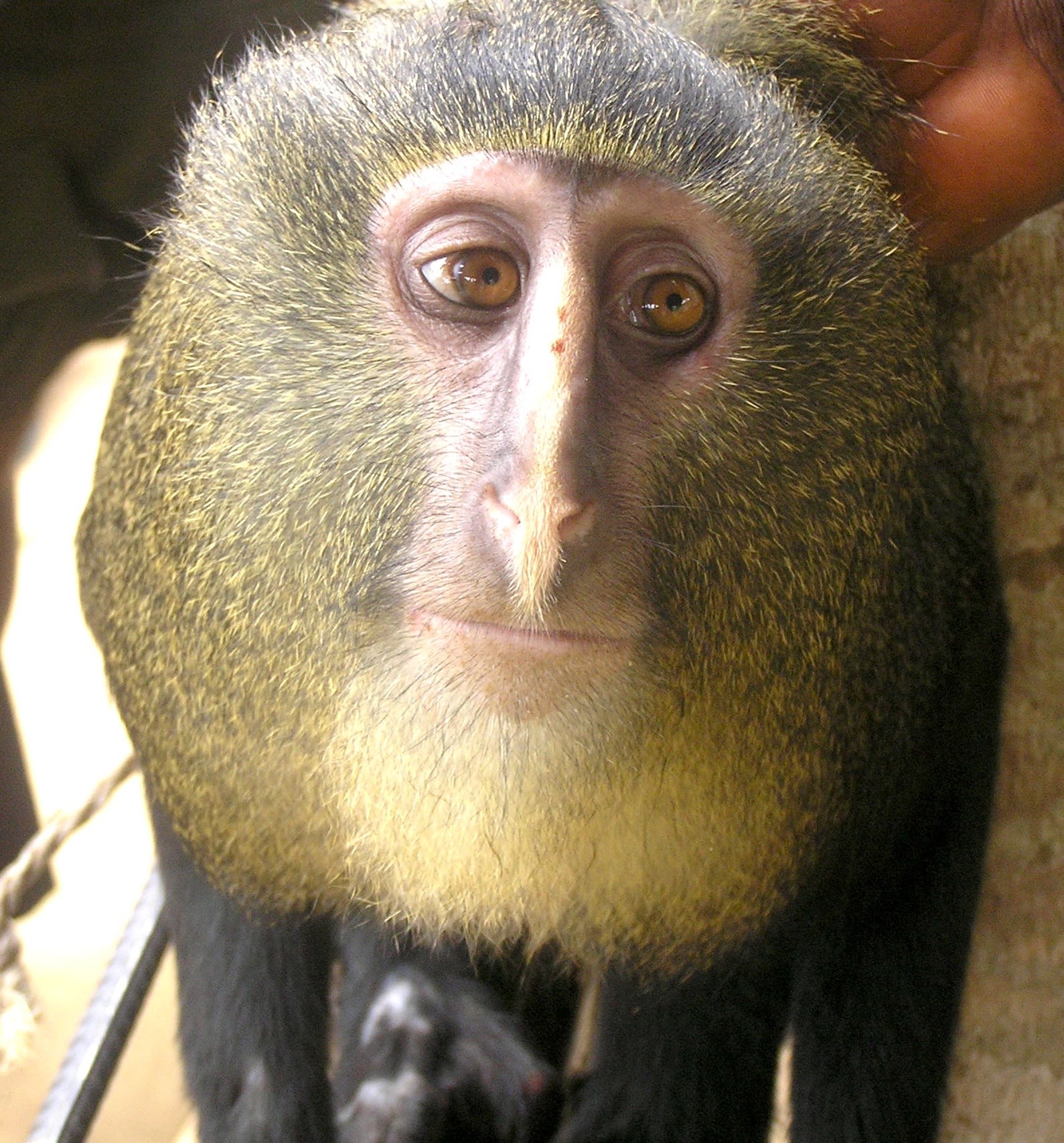 Monkey Zoo
