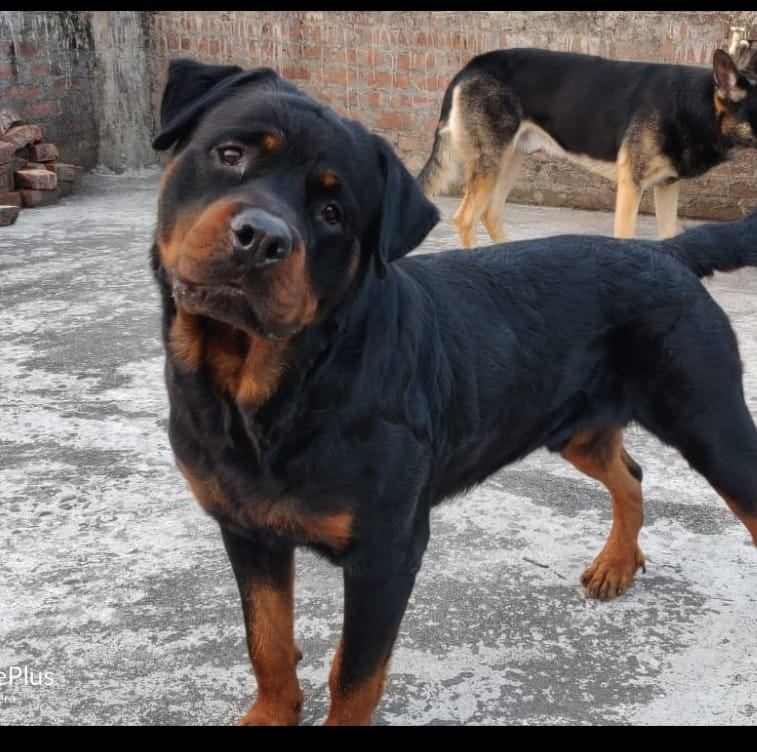 Milo the Rottweiler
