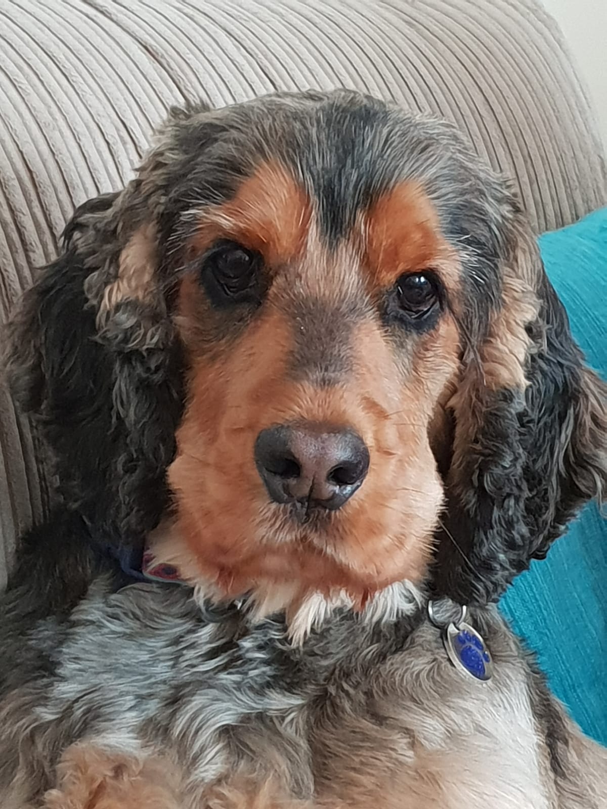 Jack's Snacks & Pet Accessories | Worcester