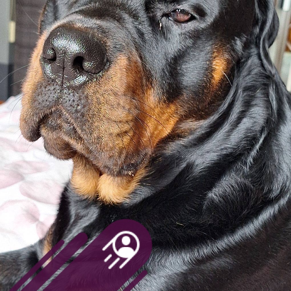 Built for strength, trained for loyalty🔥🔥🔥#rotty #rottylove #rottweiler ...