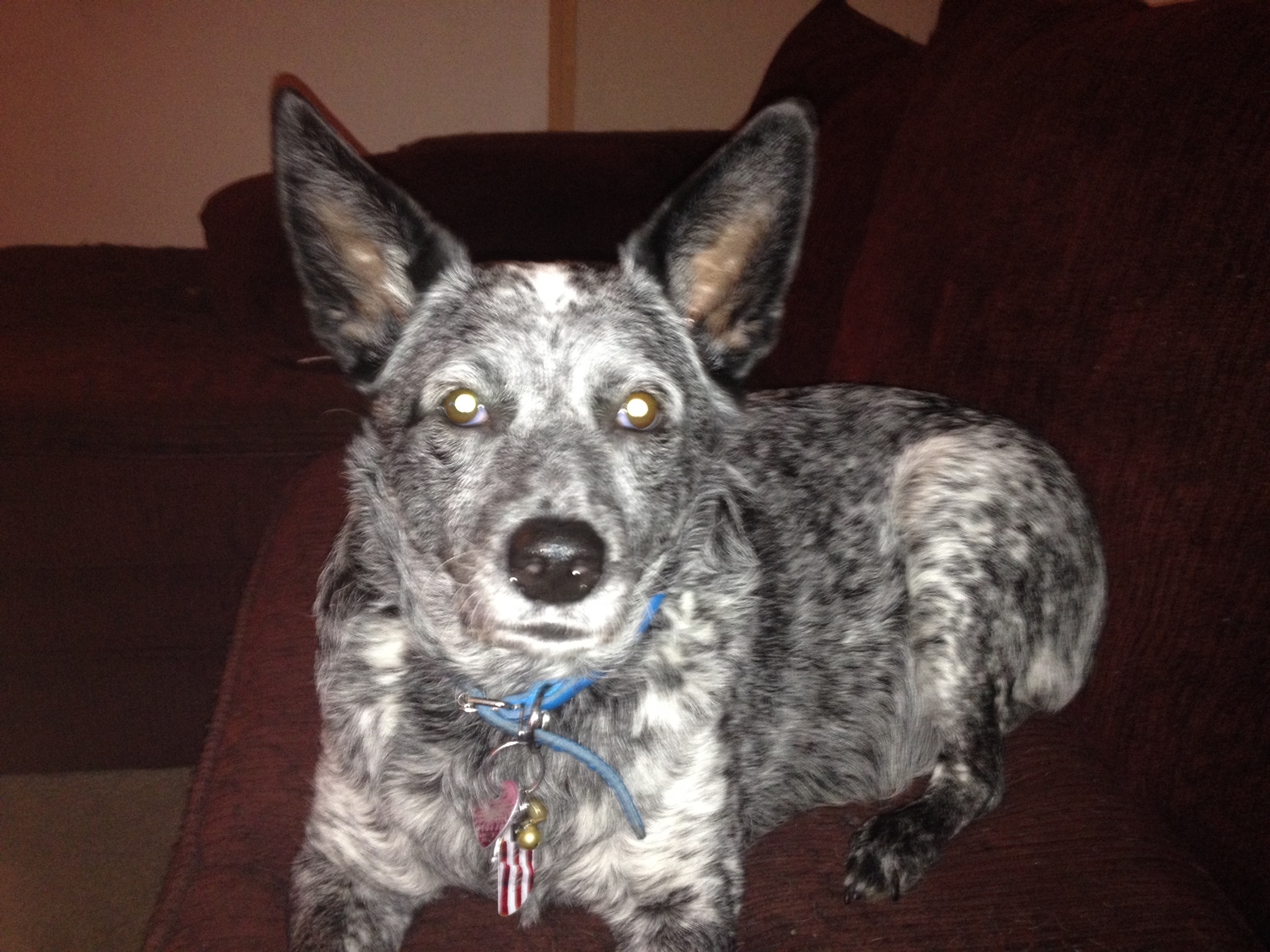 Registered Australian Stumpy Tail Cattle Dogs and Breeders of Australia ...