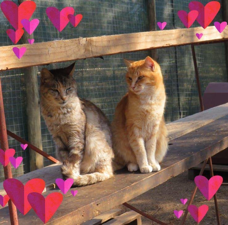 Just a reminder that... - Shady Paws Retirement Home for Cats | Facebook