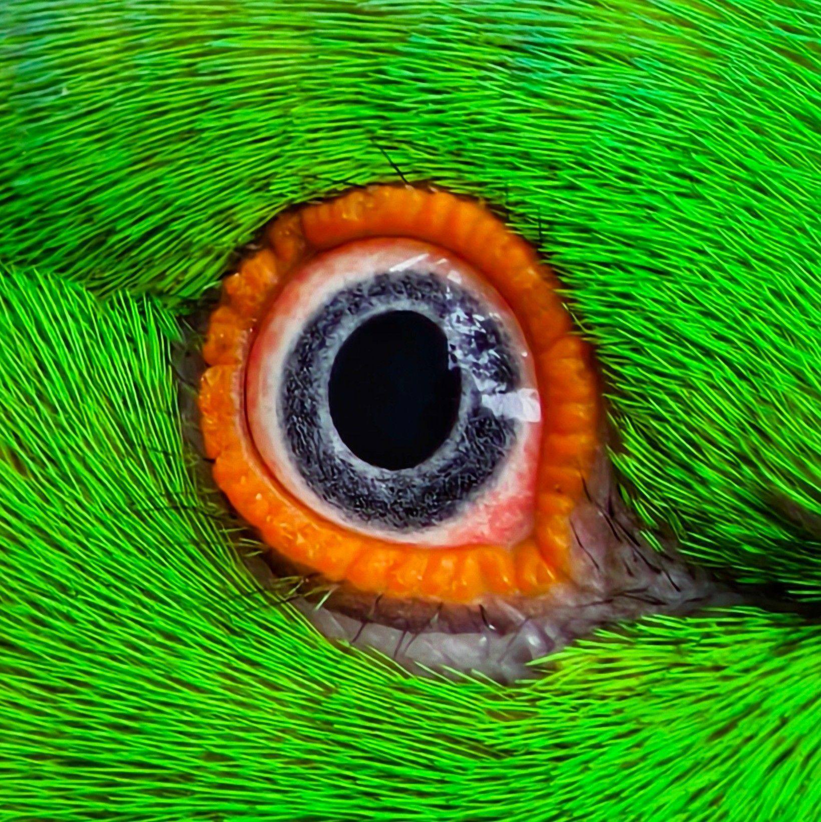 Indian Ringneck Rare Mutations