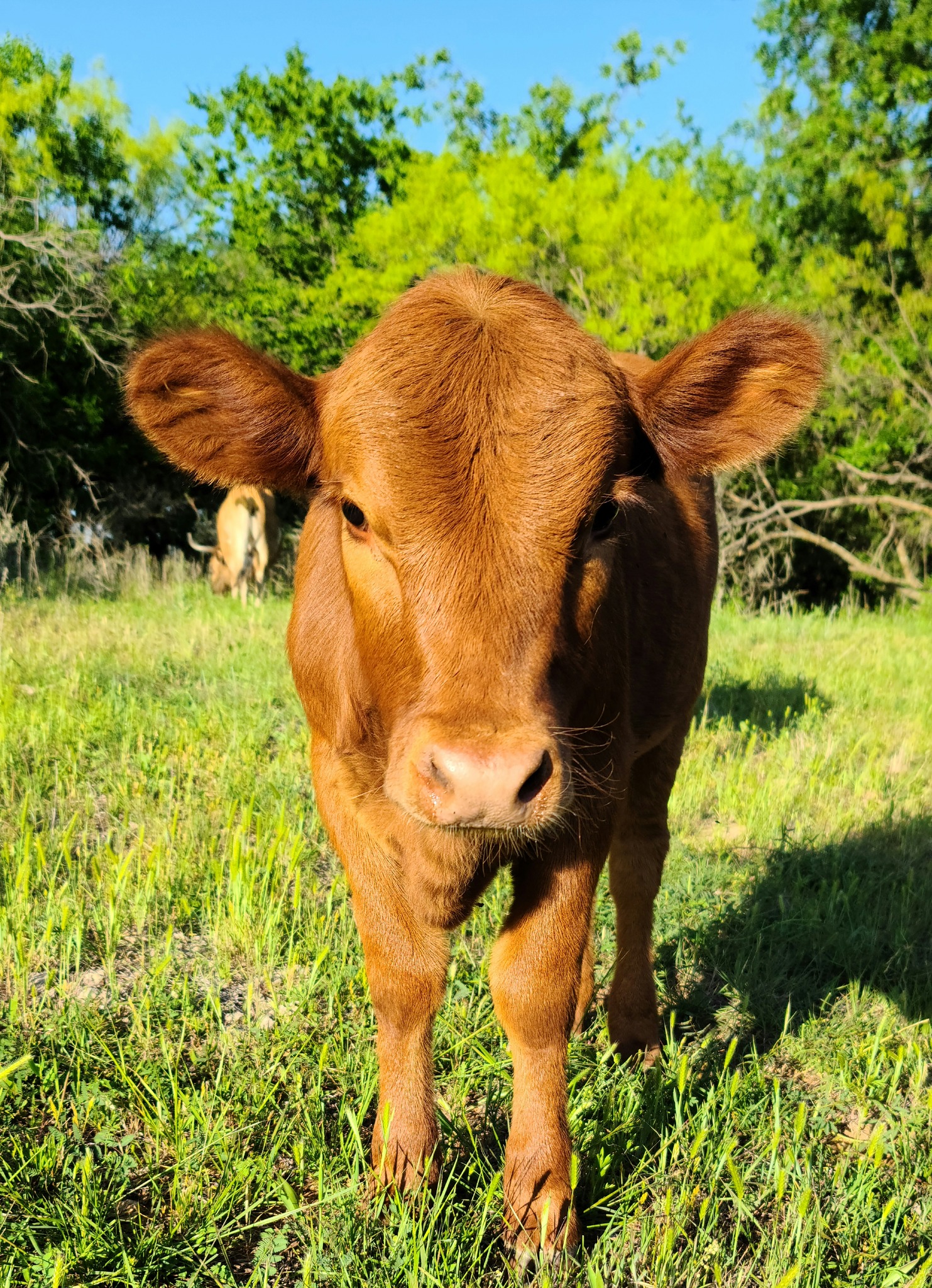 Dexter Cattle Breeders | ISO registered cows and heifers | Facebook