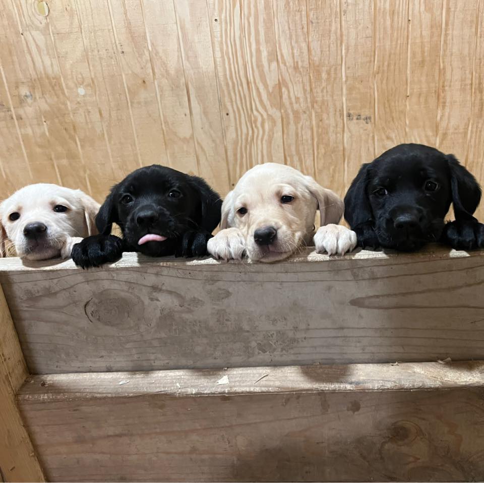 Archbold Labradors | Archbold OH