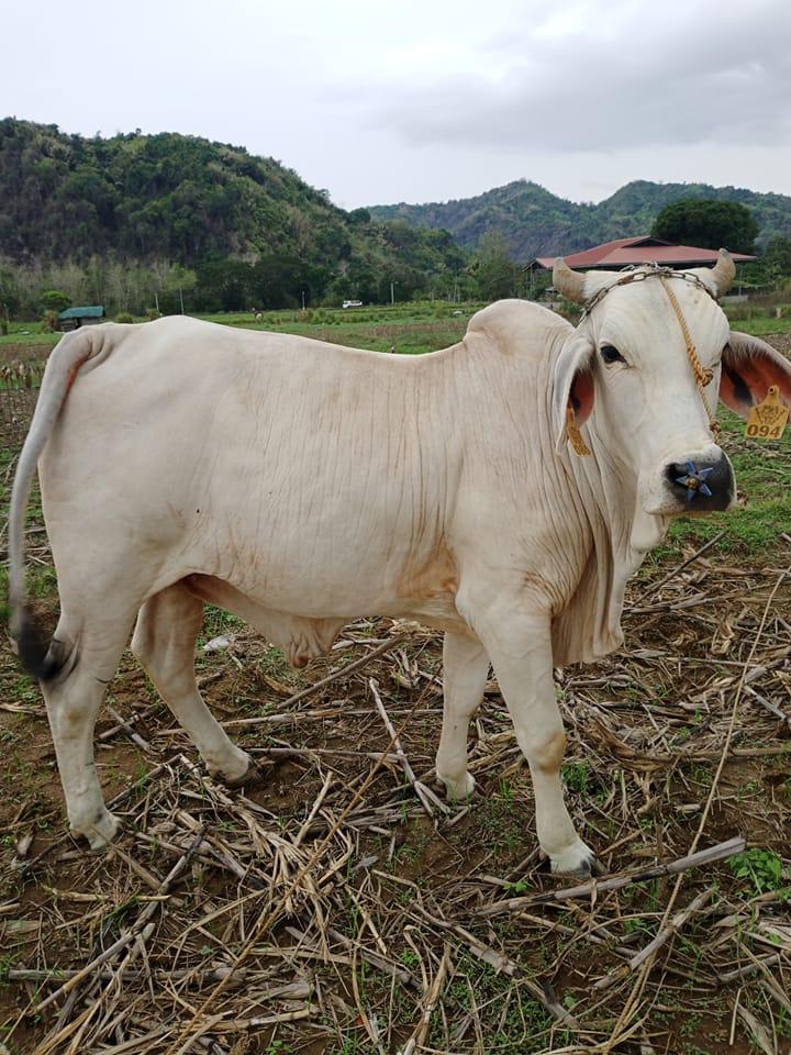 Mandidang sata ug pyuthaw kay minus panapi. Dgahn daghan na pod ni ...