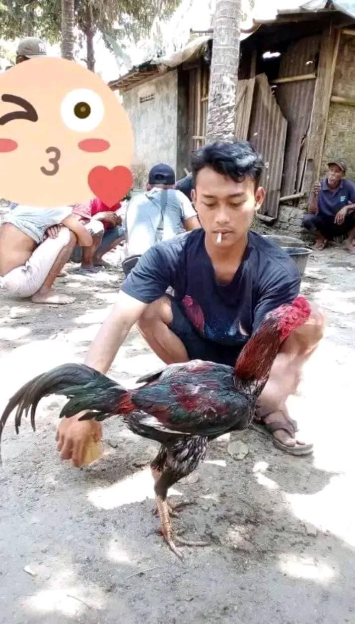 Poel 2p, TB 155 | Damar Roster