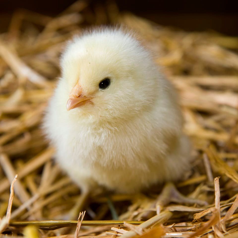 VIP Shahadat Poultry and Hatchery | Rangpur