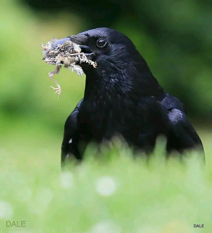 Everything Raven