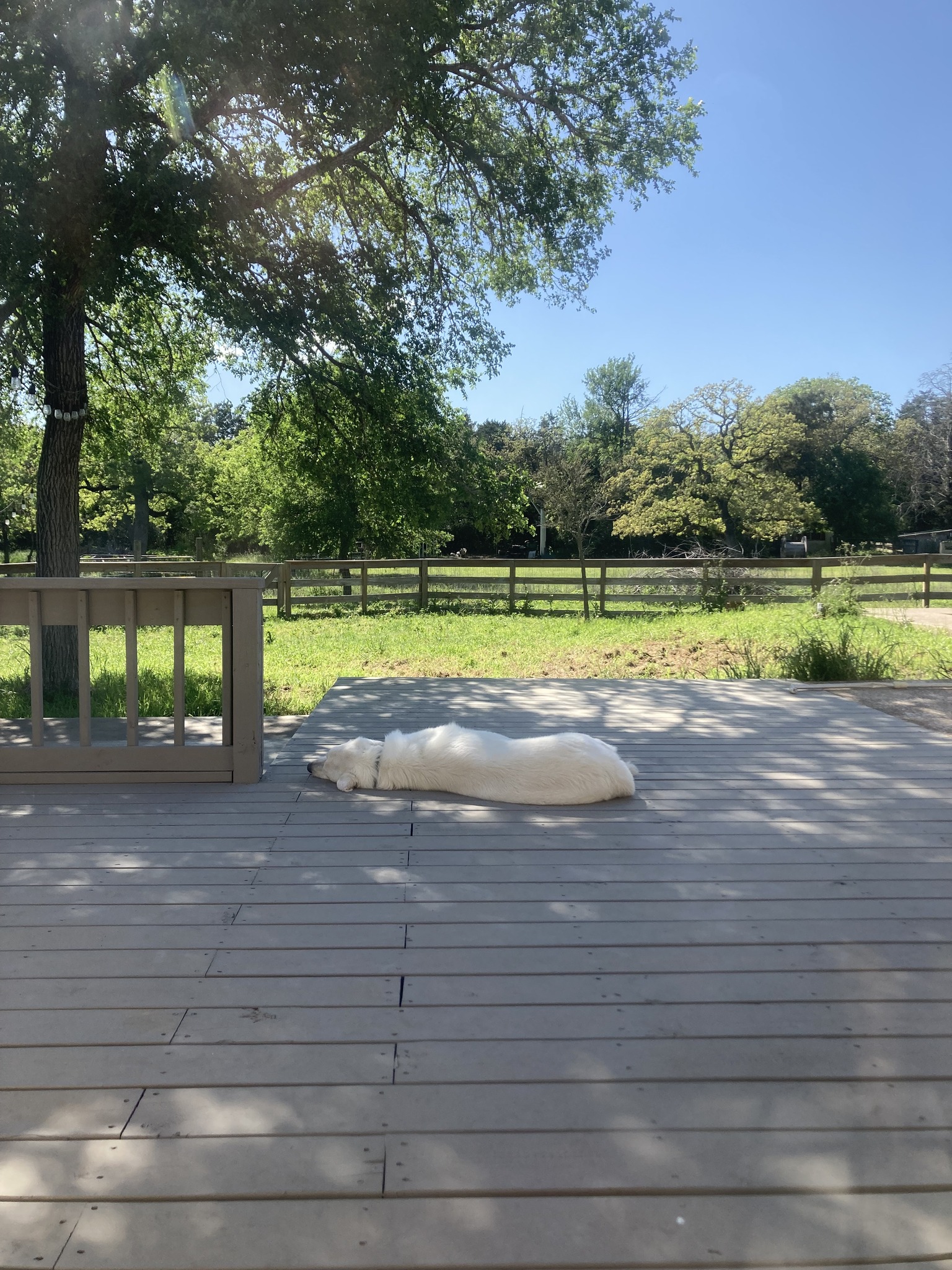 Utopia Dog Haven LLC | Cedar Creek TX