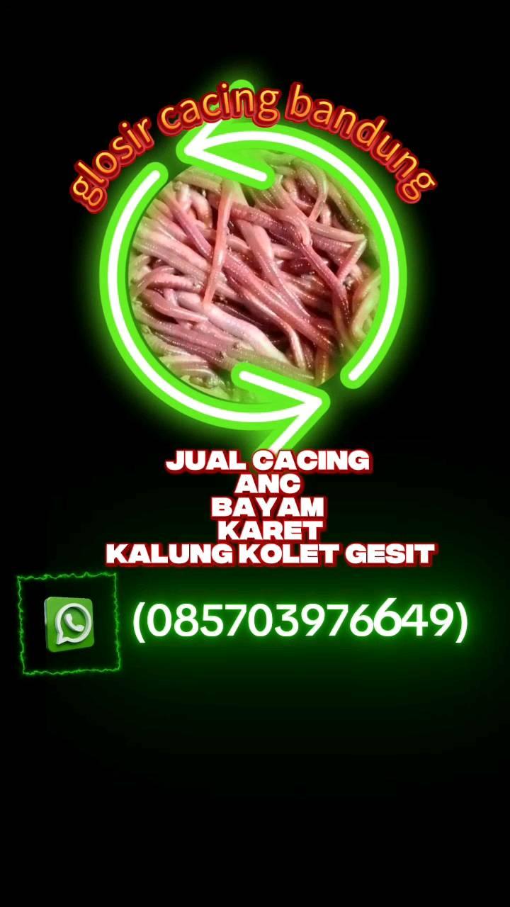 group jual cacing lumbricus rubellus (cacing tanah daerah Banyuwangi ...