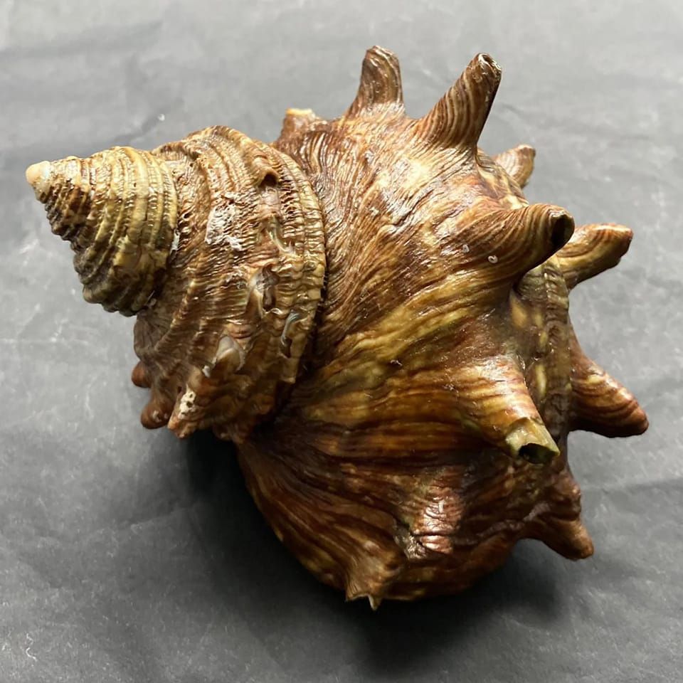 Shells show | Seashell Foto | Facebook