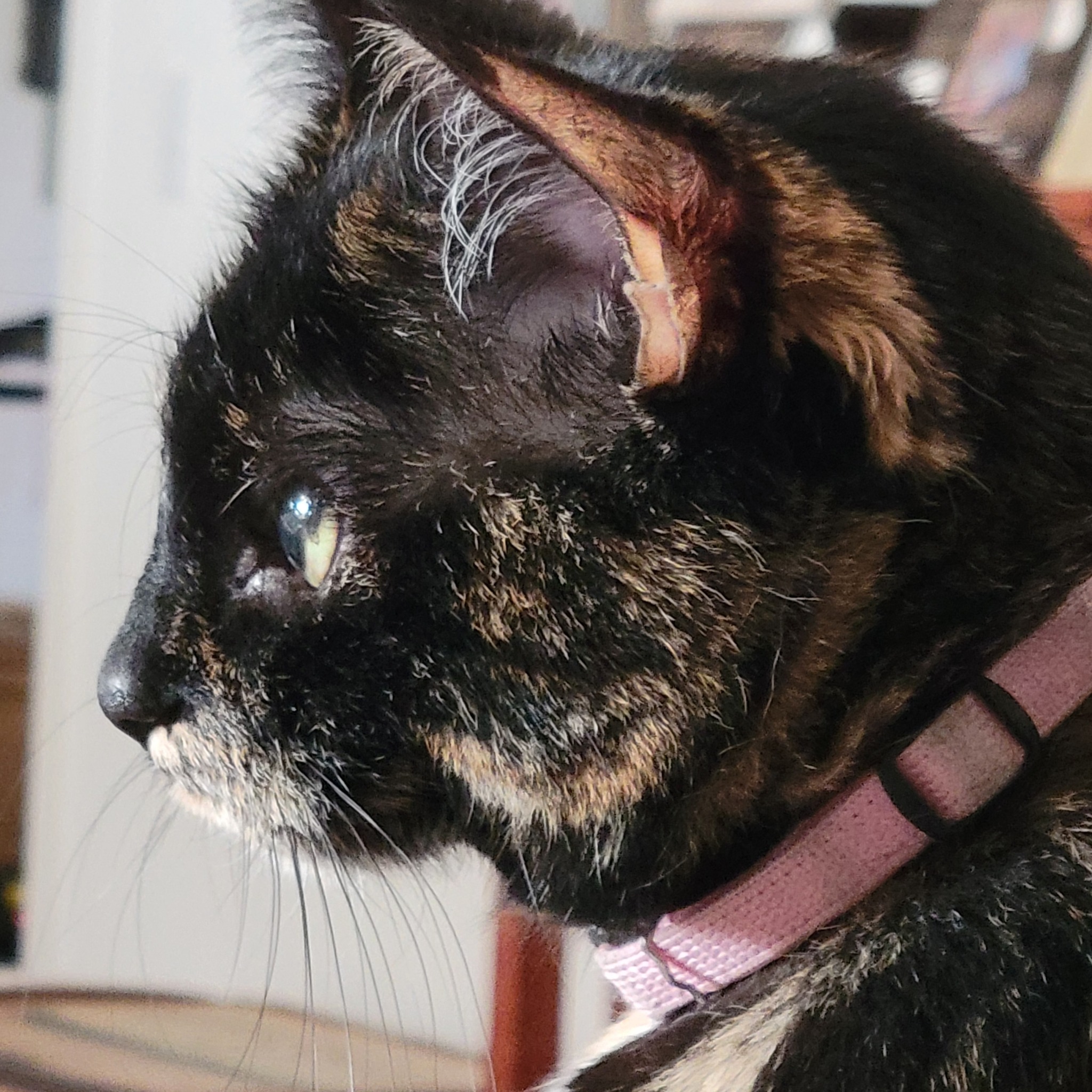 Flippin and Floopin Does your cat do this?!? #foryoupageシ #catlovers # ...