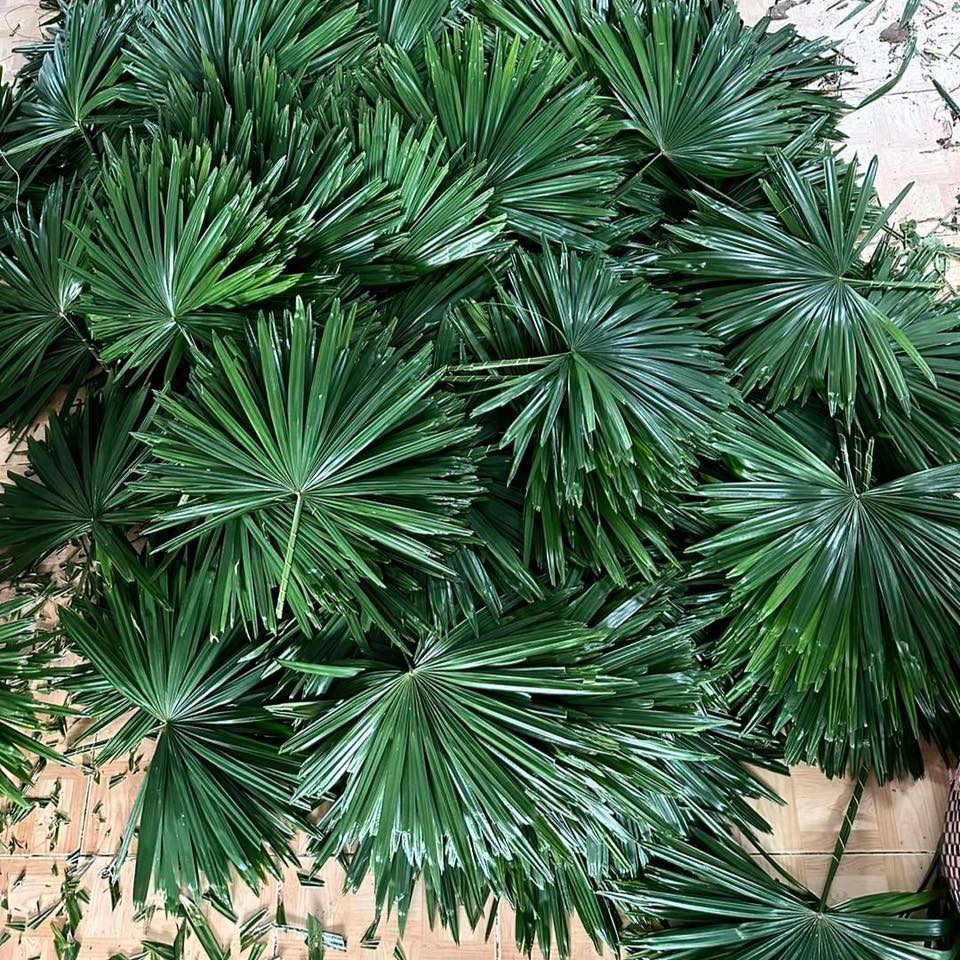 Vựa lá Khải Đăng | Ben Tre